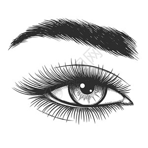 画睫毛美丽的女士眼部草图美丽的女士眼部手画矢量图背景
