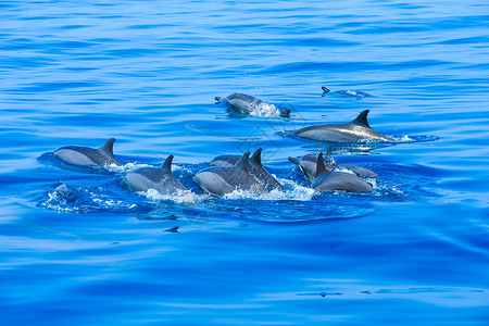 一群海豚在里游泳图片