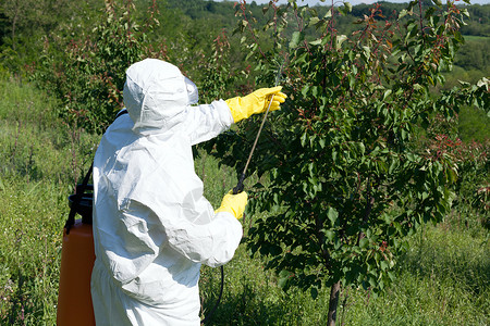 在果园喷洒有毒杀虫剂或的人图片