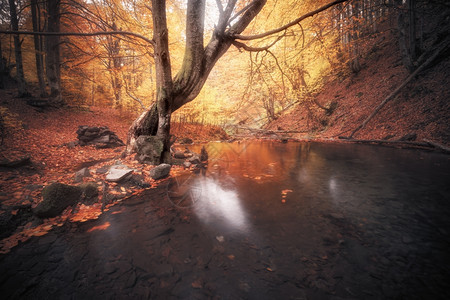 秋色森林的小溪图片