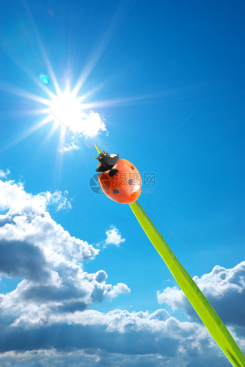 太阳上有Ladybug概念设计图片