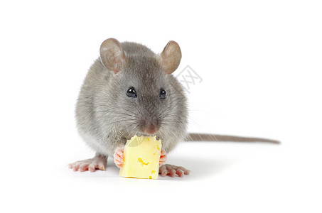 白色背景上孤立的老鼠高清图片