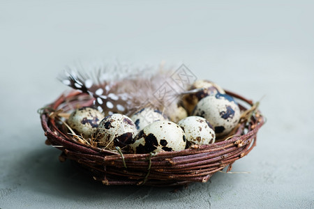 巢中的鹌鹑蛋图片