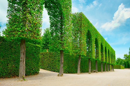 公园和蓝天空的装饰树篱笆背景图片
