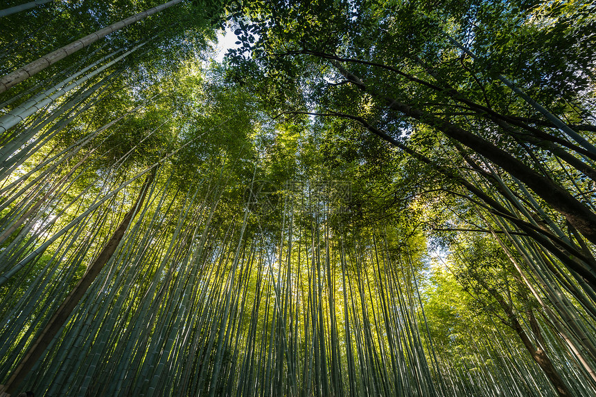 日本京都亚林山竹图片