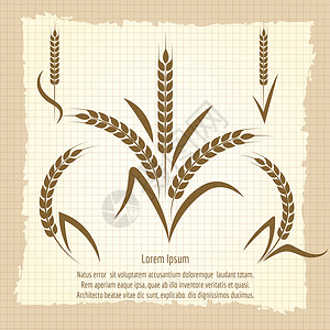 小麦树枝古代海报设计小麦树枝矢量说明收获古代海报设计小麦树枝矢量说明图片