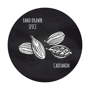 种子画黑板背景上的Spicecadamom手画香料矢量的润滑度黑板背景上的白cadamom背景