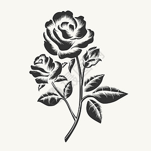 刻叶紫堇黑手画玫瑰刻蚀矢量黑手画玫瑰将刻在白色背景上背景
