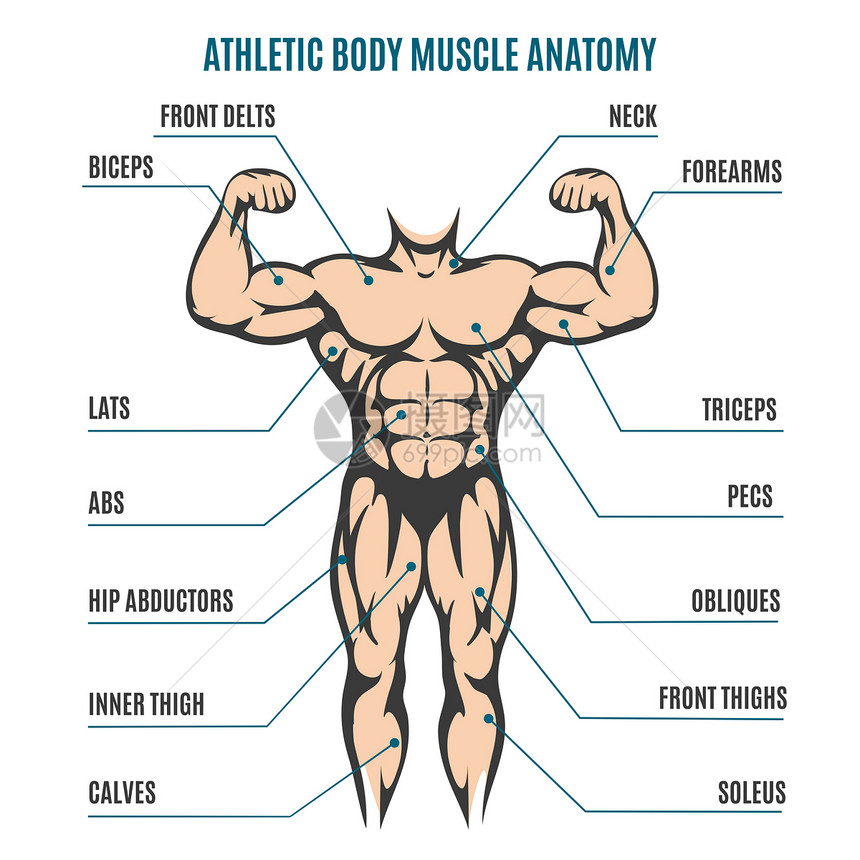 体力人肌肉解剖人体系统的矢量插图图片