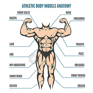 体力人肌肉解剖人体系统的矢量插图图片
