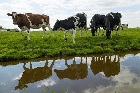 快乐的在荷兰草地散步的奶牛图片