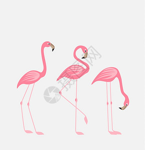 热带粉红火烈鸟矢量元素图片