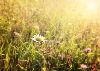 夏日阳光明媚的草地和白花朵图片
