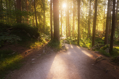 阳光明晨的绿色夏日森林图片