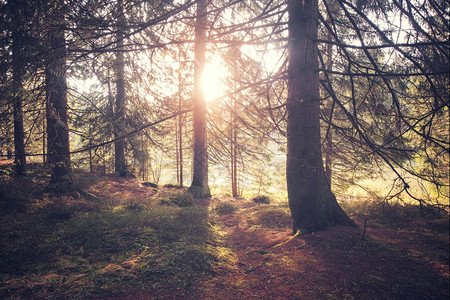 阳光清晨的森林景象照片图片