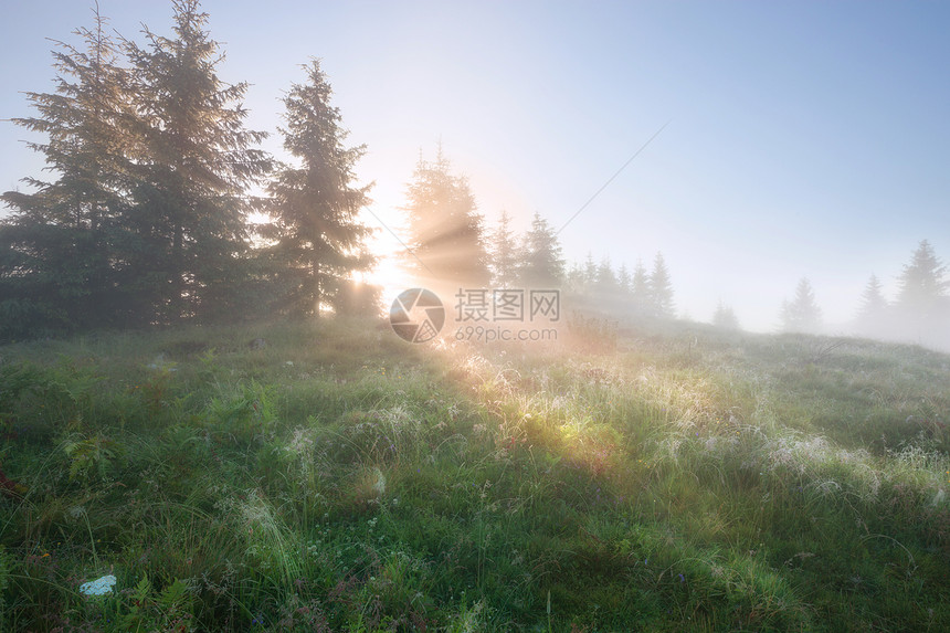福吉森林清晨图片