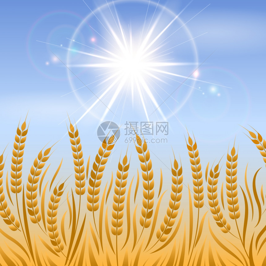 小麦地貌背景领域小麦地貌矢量农业背景设计图片