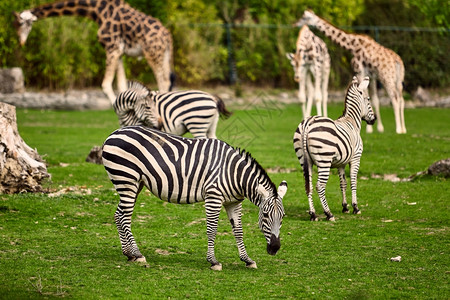 野生动物公园中的长颈鹿和斑马图片