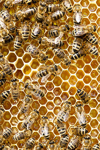 蜜蜂在窝上繁殖图片