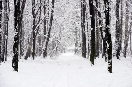 冬季的道路图片