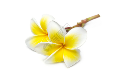 白色背景的花朵frangipani图片