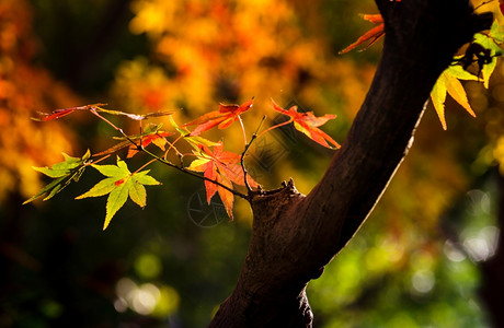 有秋叶树枝的秋叶背景图片