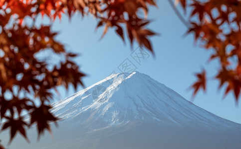 日本川口子湖富士山秋天有木叶图片