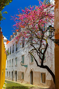 典型的里斯本春街葡萄牙典型的里斯本街阿尔法马配有鲜花春树的图片