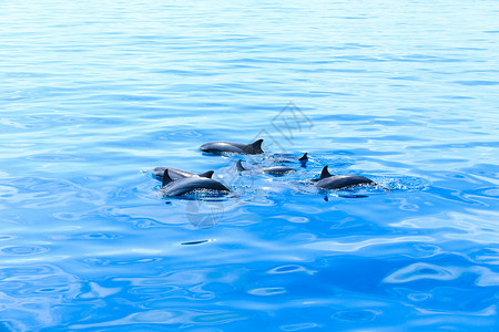 水中快乐的海豚图片