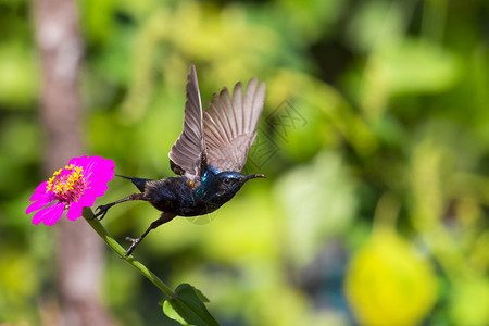 鸟的图像purplesunbird野生动物图片