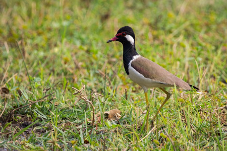 绿草地上的红毛鸟Vanellusindicus照片高清图片