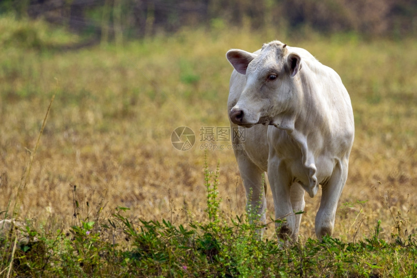 白牛在自然背景上的图像图片
