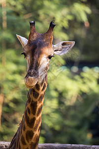 长颈鹿头部的图像有关自然背景野生动物图片