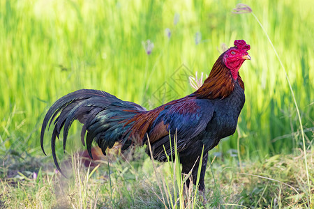 绿地的公鸡形象农场动物图片