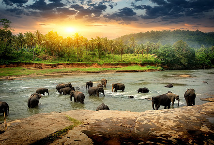 大象喝水在斯里兰卡丛林河中洗澡的大象群背景