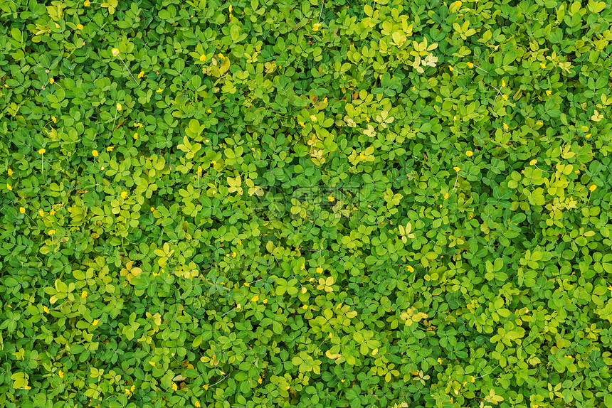 绿叶和黄作为背景图片