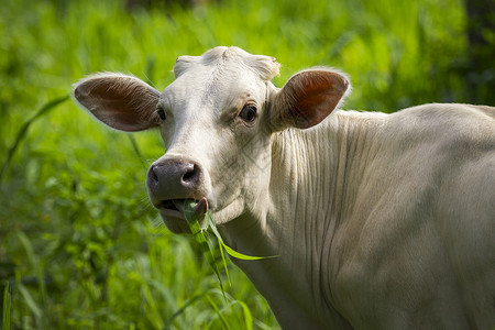白牛正在吃草的画面图片