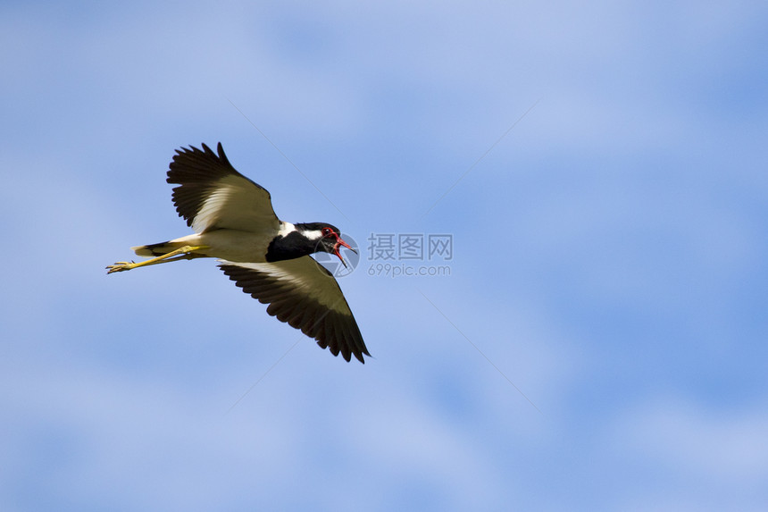 鸟类在空中飞行的图像野生动物红色的摇头鸟Vanellusindicus图片