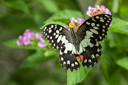 美丽的蝴蝶在花朵上浸泡昆虫动物图片