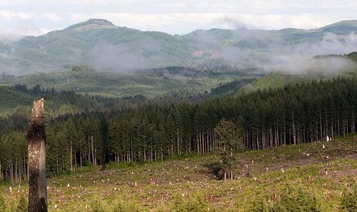 两棵树被留在山上一片清扫的伐木山中高清图片