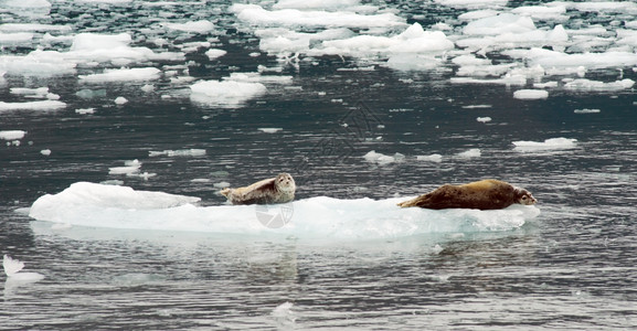 奇特标记的海狮在肯奈渡湾的冰上沉积高清图片