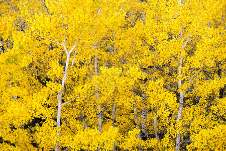 随着季节的改变阿斯彭树上的强烈黄色颜随季节的变化而图片