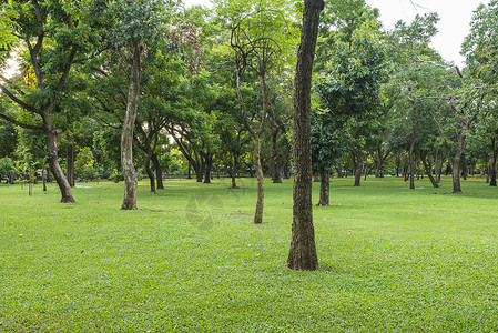 绿草地公园里有树木背景图片