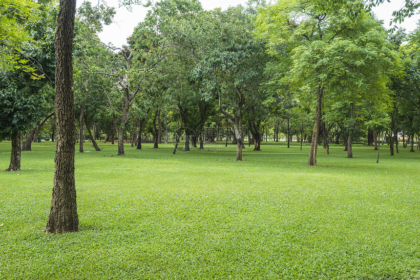 绿草地公园里有树木图片