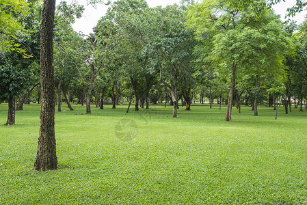 绿草地公园里有树木背景图片