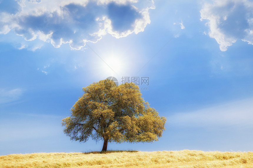 阳光明媚的蓝亮天空上山丘的孤树图片