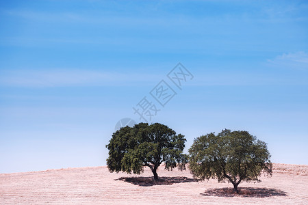 蓝天上山丘两棵树背景图片