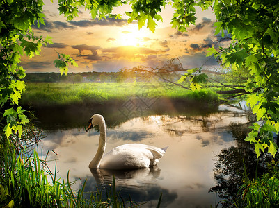 春天清晨鹅在河上图片