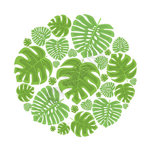 凯西克棕榈叶装饰矢量插图异树棕榈叶插画