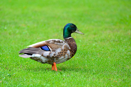 绿草背景的美丽野鸭高清图片